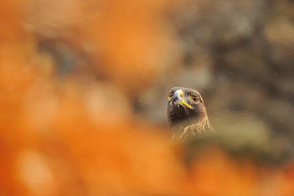 Golden eagle portrait — Stock Photo, Image