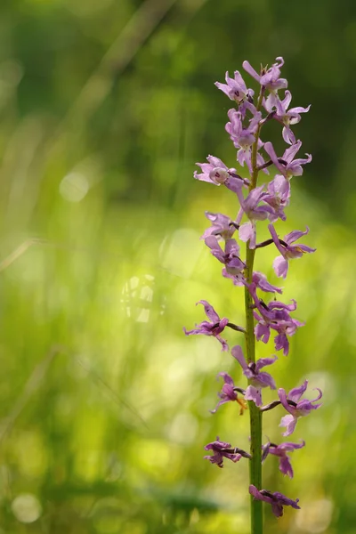 Violet orkidé på äng — Stockfoto