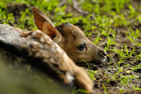 Gerade geborenes junges Damwild — Stockfoto