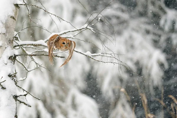 Fliegender Waldkauz — Stockfoto