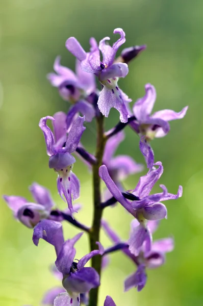 Violet orkidé på äng — Stockfoto