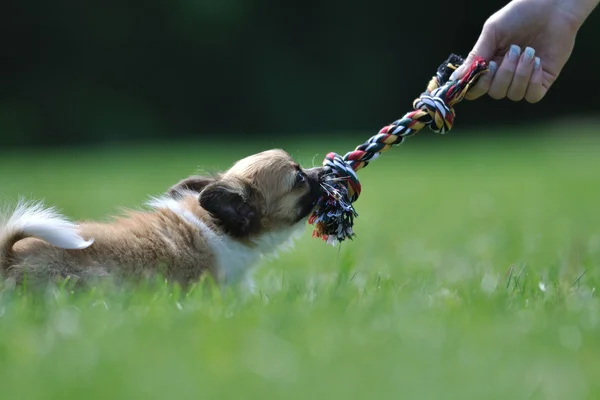 Chihuahua anak anjing bermain game dengan mainan di tangan wanita — Stok Foto
