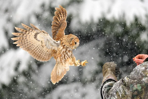 Aterrizaje tawny búho en el guante — Foto de Stock