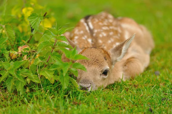 Just born young fallow deer — Stock Photo, Image