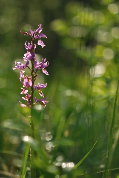 Orchidea viola sul prato — Foto Stock