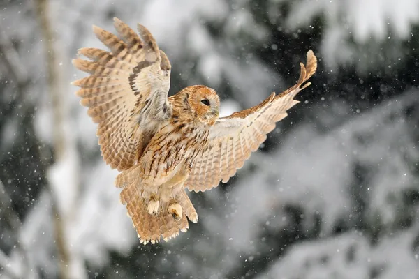 Landing Bosuil — Stockfoto