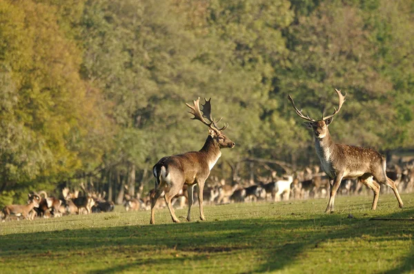 Fallow deers before herd — Stock Photo, Image