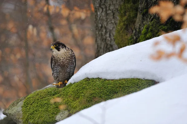 Peregrine Falcon sitting on ground in wood — Stock Photo, Image