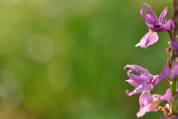 Orchidea viola sul lato destro con bakcground verde — Foto Stock