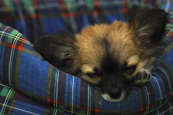 Chihuahua köpek yatakta uyur — Stok fotoğraf
