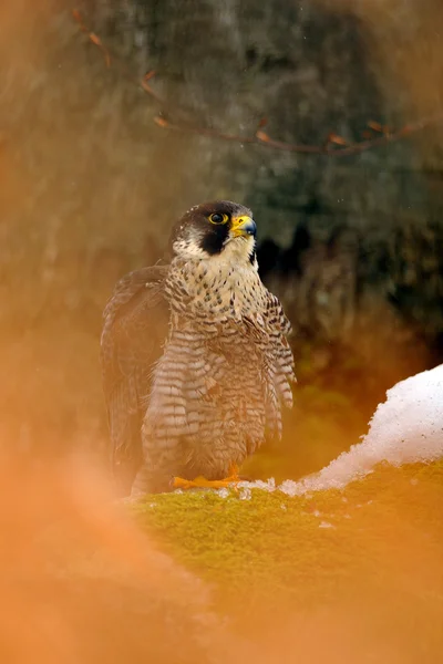 Peregrine Falcon sitting on ground in wood — Stock Photo, Image