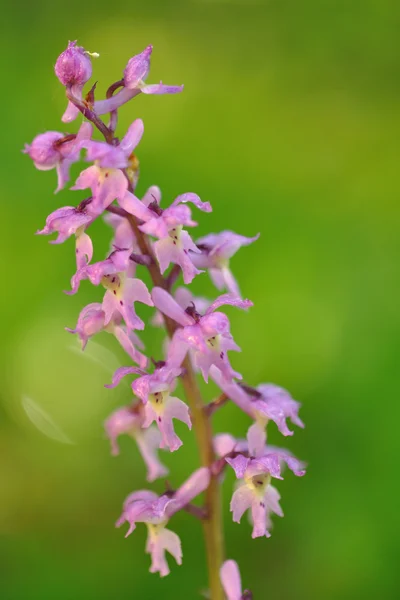 Orchidée violette sur prairie — Photo