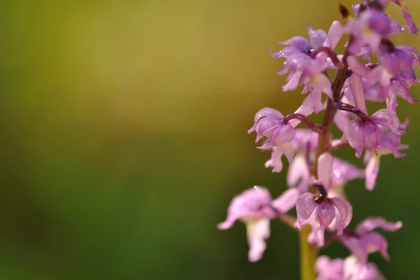 Orchidea viola sul prato — Foto Stock