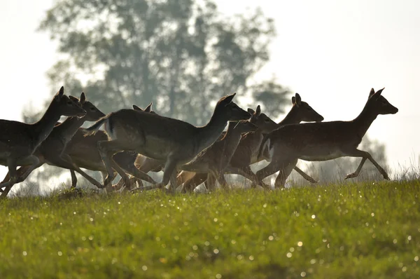 Correr ciervos rebaño en la hierba —  Fotos de Stock