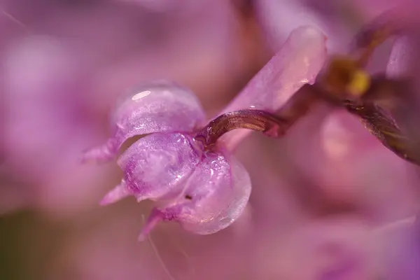 Detalle de orquídea violeta de primer plano — Foto de Stock