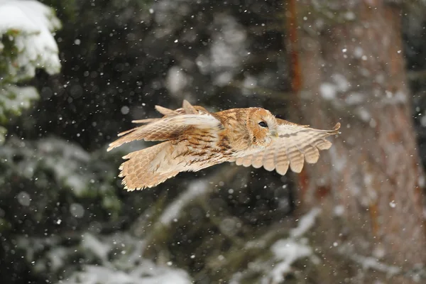 Fliegender Waldkauz — Stockfoto