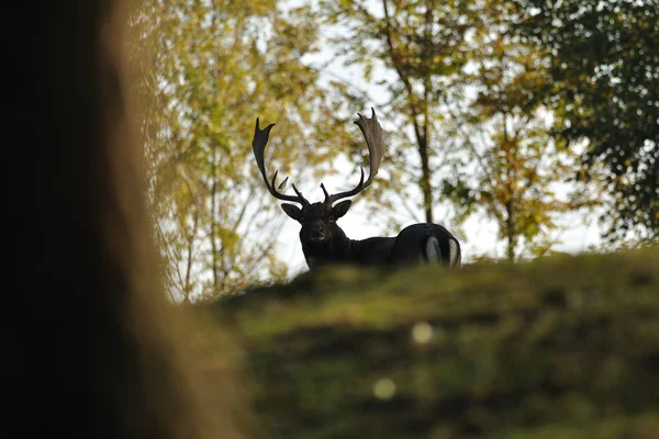 Fallow deer in forrest — Stock Photo, Image