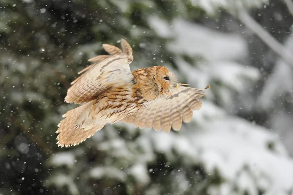 Fliegender Waldkauz — Stockfoto