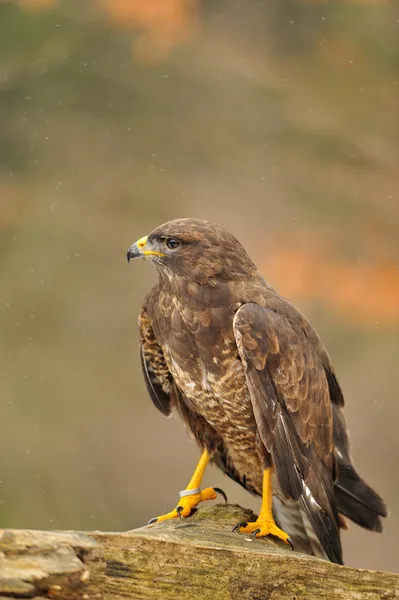 Isolated Common Buzzard standing on branch — Stock Photo, Image