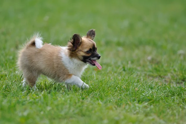 Chihuahua anak anjing mengeluarkan lidah seseorang — Stok Foto