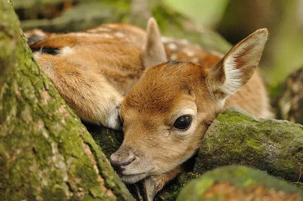 Gerade geborenes junges Damwild — Stockfoto