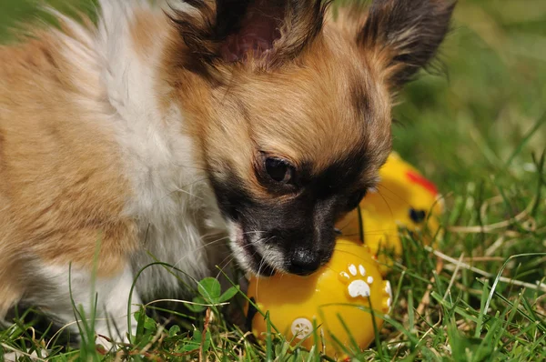 Chihuahua anak anjing bermain dengan mainan — Stok Foto