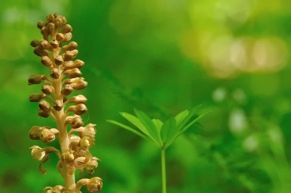 Orquídea marrón sobre fondo verde —  Fotos de Stock