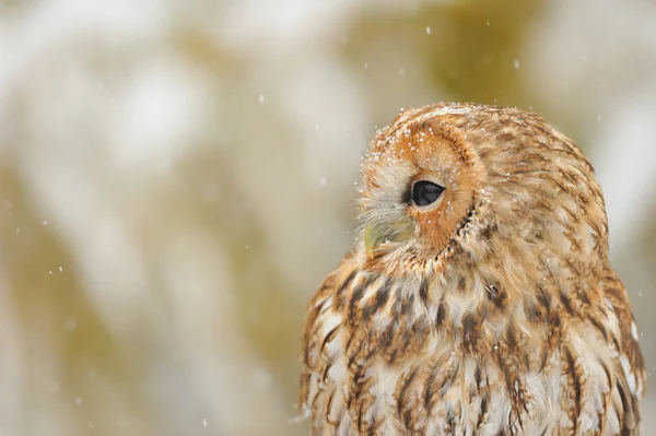 Tawny uil portret — Stockfoto