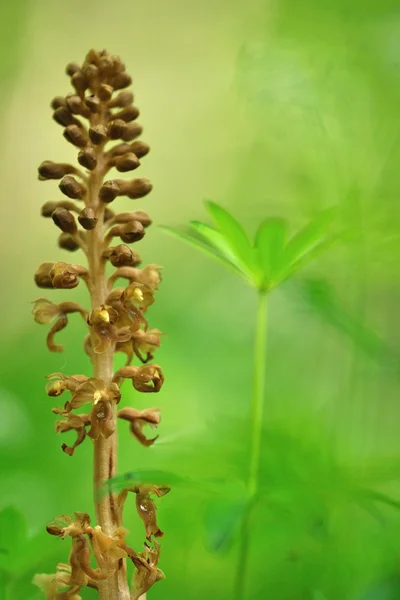 Orchidea marrone su sfondo verde — Foto Stock