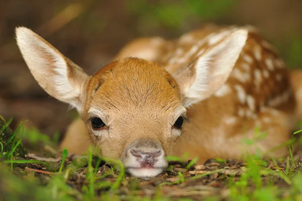 Just born young fallow deer — Stock Photo, Image