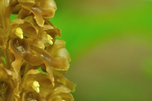 Orquídea marrón sobre fondo verde — Foto de Stock