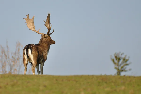 Fallow deer patrol — Stock Photo, Image