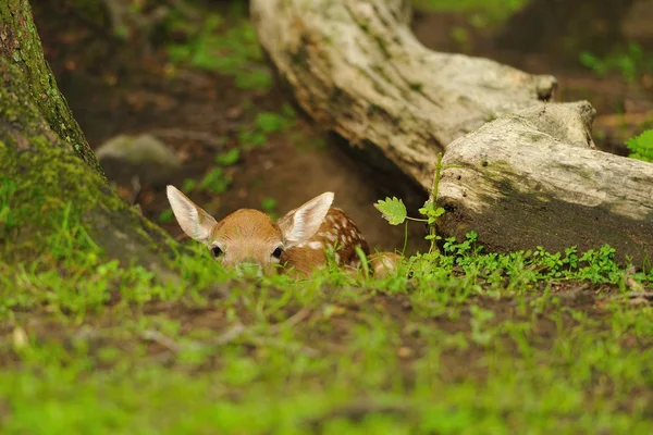 Gerade geborenes junges Damwild — Stockfoto