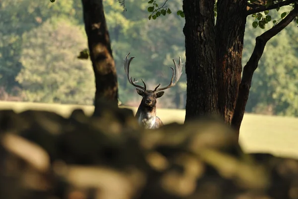 Dovhjort med forrest i bakgrunden — Stockfoto