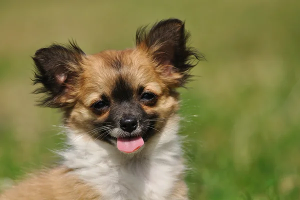 Chihuahua filhote de cachorro retrato com colocar para fora a língua — Fotografia de Stock