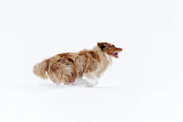 Australian Shepherd from side view running on the snow field — Stock Photo, Image