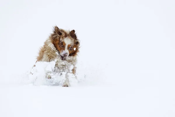 Australische herder breken in wolk van sneeuw in de winter — Stockfoto