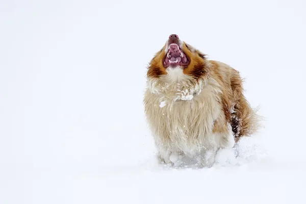 Barking australian shepherd on the snow field — Stock Photo, Image