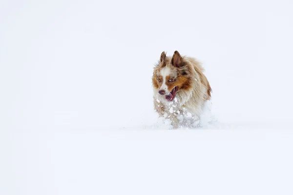 Australian shepherd kör i snö — Stockfoto