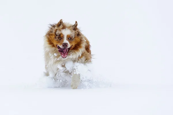 Australian Shepherd running in the snow — Stock Photo, Image