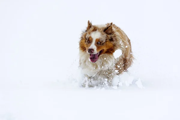 Australian Shepherd running in the snow — Stock Photo, Image
