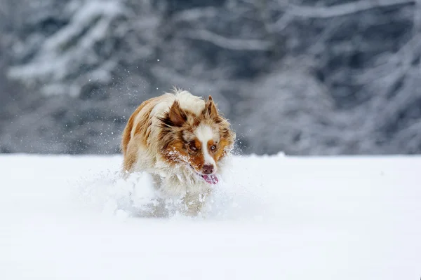 Crazy looking australian shepherd during run on snow field