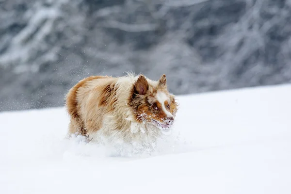 Grappig op zoek Australische herder tijdens uitvoeren op sneeuwveld — Stockfoto