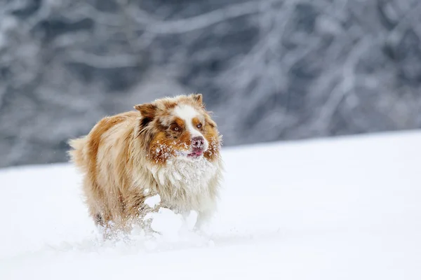 Gek op zoek Australische herder tijdens run op sneeuwveld — Stockfoto