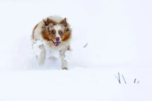 Австралийская овчарка бегает по снегу — стоковое фото