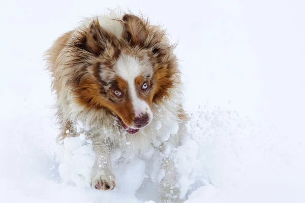 Roliga australian shepherd kör och njuta av snön tid — Stockfoto