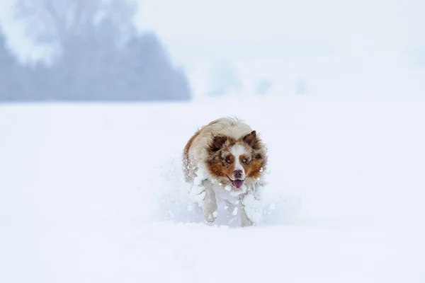 Australian Shepherd running in the snow — Stock Photo, Image