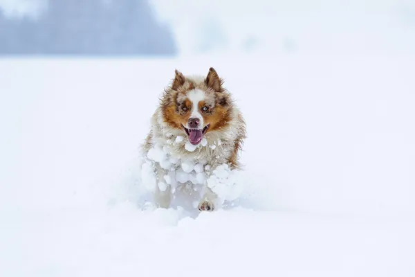 Australische herder uitgevoerd in de sneeuw — Stockfoto