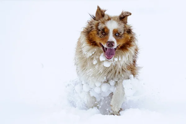 Australische herder uitgevoerd in de sneeuw — Stockfoto