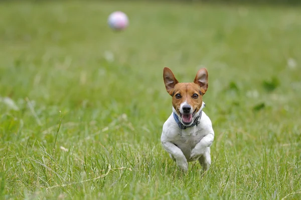 Hund läuft für einen Ball Stockbild